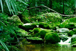 Secluded rainforest stream